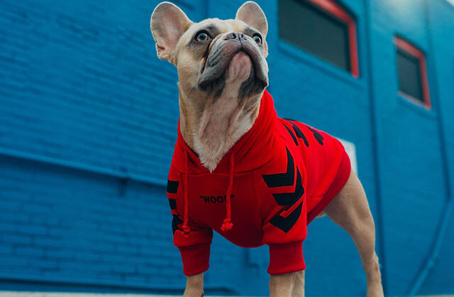 dog apparel made out of cotton