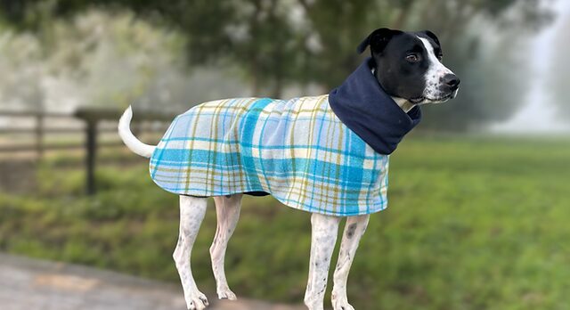 you should always choose dog clothes that are not too expensive
