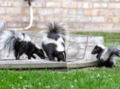 8 Things that Attract Skunks Into Your Yard