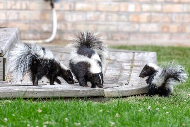8 Things that Attract Skunks Into Your Yard