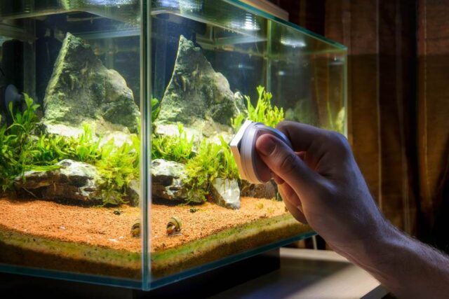 Maintain Your Aquarium and Learn Physics