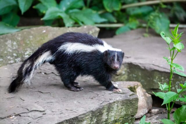 Top 8 Things in Your Yard Likely to Attract Skunks
