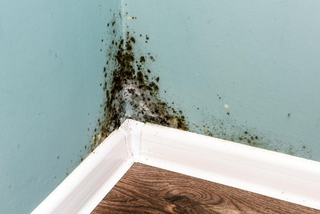 mold in wall